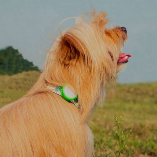 Xiaomi Smart Dog Button Tag Green